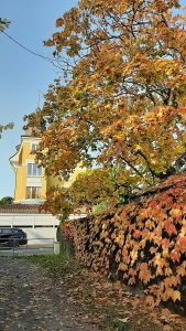 Image of a yellow house with a tree in front of it with yellow and orange leaves